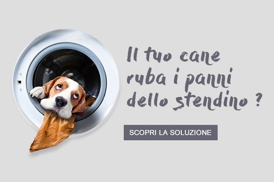Cosa fare se il cane ruba i panni dallo stendino